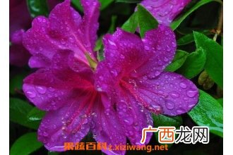 映山红的养殖方法 养殖映山红的注意事项