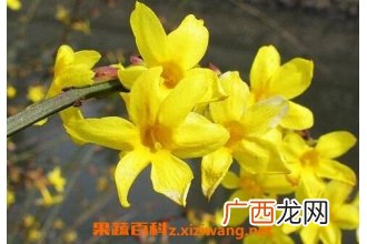 迎春花的养殖方法与注意事项