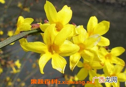 迎春花的养殖方法与注意事项