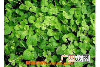 一串心的养殖方法和注意事项