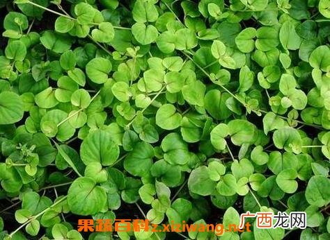 一串心的养殖方法和注意事项