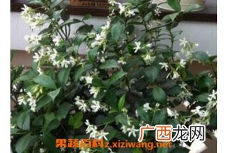 银丝茉莉的养殖方法和注意事项