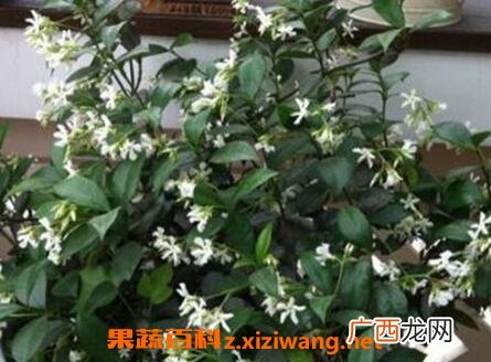 银丝茉莉的养殖方法和注意事项