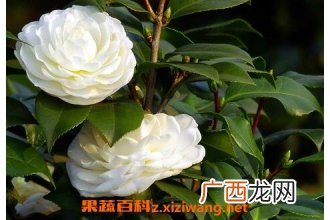 野山茶叶的功效与作用