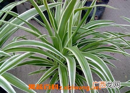 银边吊兰如何养殖 银边吊兰的养殖方法