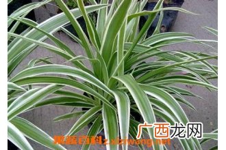 银边吊兰如何养殖 银边吊兰的养殖方法