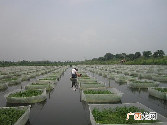 黄鳝的繁殖技术 葡萄黄鳝养殖技术