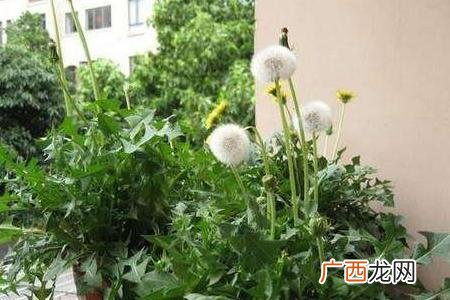 蒲公英最佳的晒干方法 蒲公英养殖
