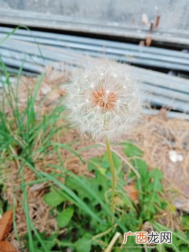 蒲公英的水培方法 蒲公英怎么养殖