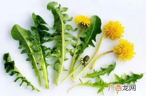 蒲公英的水培方法 蒲公英怎么养殖