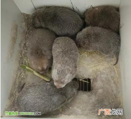 竹鼠养殖合作公司 普洱竹鼠养殖数量