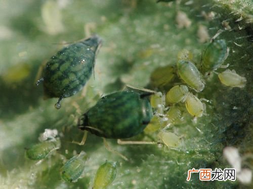 三目蛴 蛴糟的养殖