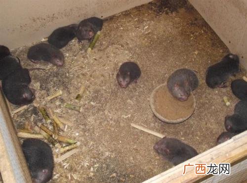竹鼠养殖合作公司 黔西南州竹鼠养殖