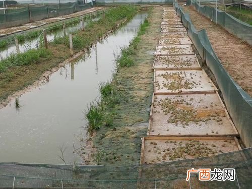 青蛙怎么养 青蛙养殖qq群