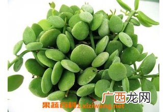 串钱藤怎么养 串钱藤的养殖方法