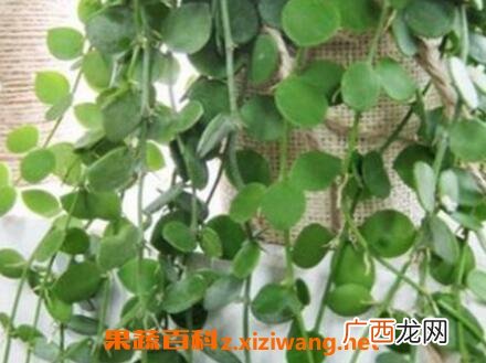 串钱藤怎么养 串钱藤的养殖方法