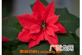 一品红的养殖方法和注意事项