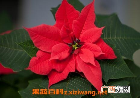 一品红的养殖方法和注意事项