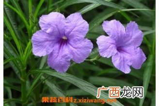 翠芦莉的功效和作用 翠芦莉的药用价值