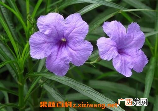 翠芦莉的功效和作用 翠芦莉的药用价值