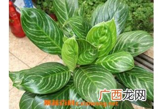 白雪公主的功效与作用