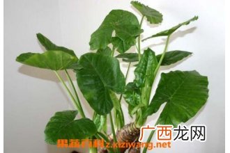 如何在室内种植花草 种植室内花草的方法技巧