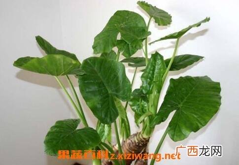 如何在室内种植花草 种植室内花草的方法技巧