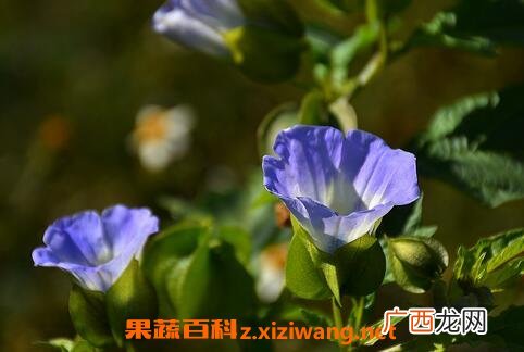 假酸浆花的功效与作用