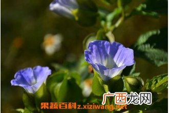 假酸浆花的功效与作用