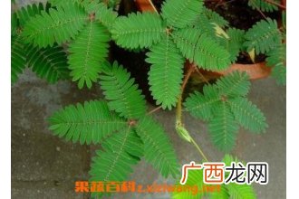 知羞草有什么功效 知羞草的药用价值