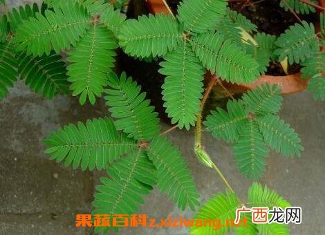 知羞草有什么功效 知羞草的药用价值