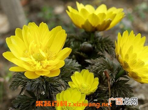 福寿草的功效与作用 福寿草的药用价值