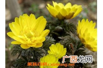 福寿草的功效与作用 福寿草的药用价值