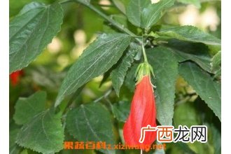 悬铃花好养吗 悬铃花的养殖方法