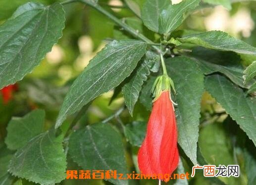 悬铃花好养吗 悬铃花的养殖方法