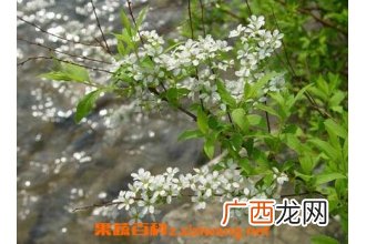 米饭花的药用功效与作用