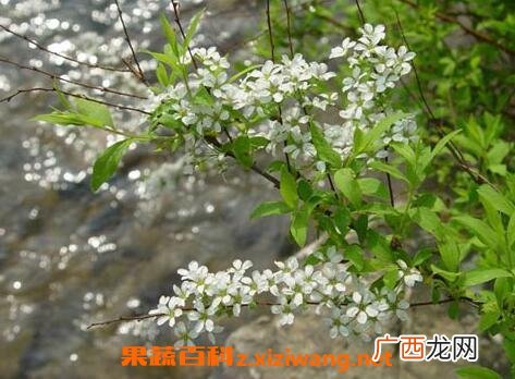 米饭花的药用功效与作用