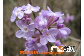 莞花的功效与作用 莞花的药用价值