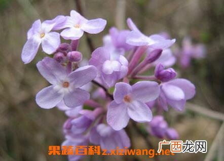 莞花的功效与作用 莞花的药用价值