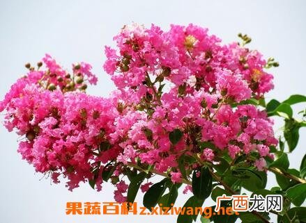 紫薇花的病虫害防治法