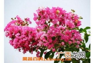 紫薇花的病虫害防治法
