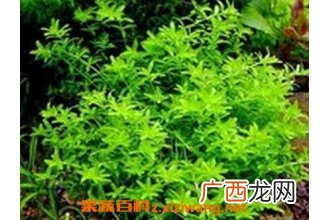 珍珠草怎么繁殖 珍珠草的养殖方法技巧
