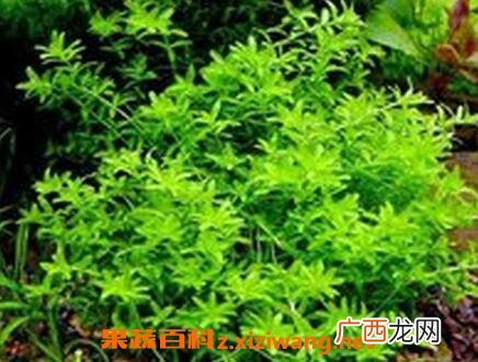 珍珠草怎么繁殖 珍珠草的养殖方法技巧