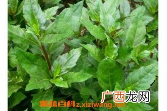 长寿草如何养殖 长寿草的养殖方法
