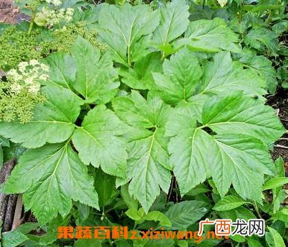 长寿草如何养殖 长寿草的养殖方法