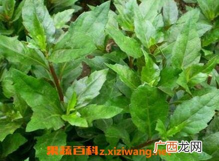 长寿草如何养殖 长寿草的养殖方法