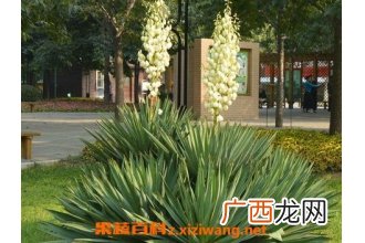 凤尾兰的功效与作用有哪些 凤尾兰的用途价值