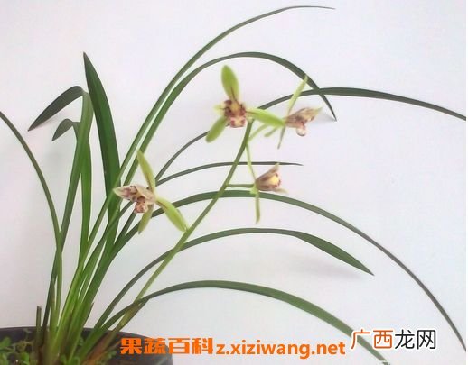 风兰的功效与作用及食用方法