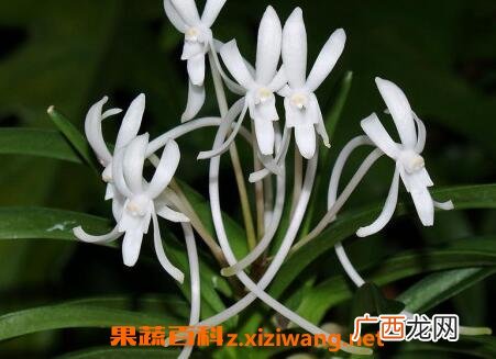 风兰的功效与作用及食用方法