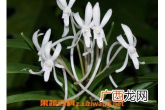 风兰的功效与作用及食用方法